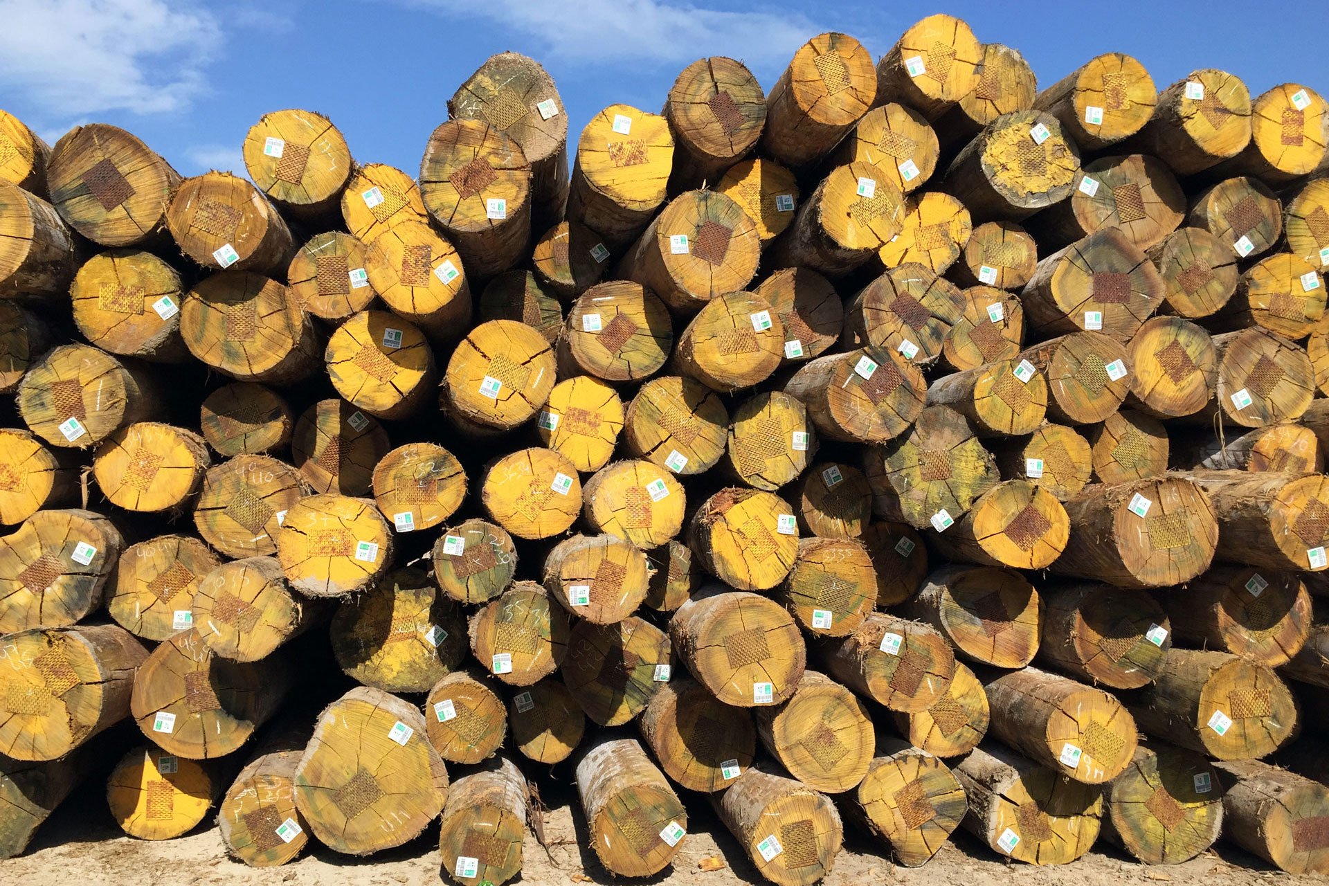 Uruguayan Eucalyptus Logs