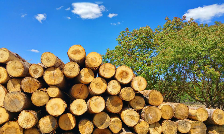 South African Eucalyptus Roundwood